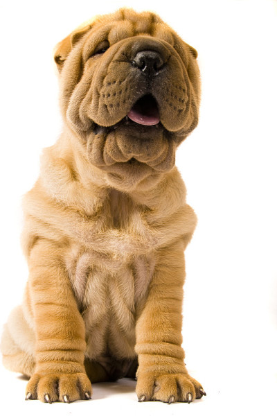 Sharpei狗