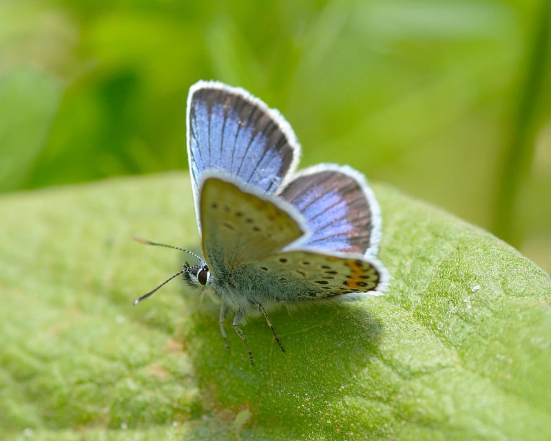 Plebeius Argus Butterfly on a leave(银钉蓝蝴蝶)