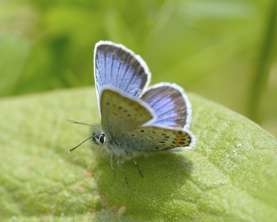 Plebeius Argus Butterfly on a leave(银钉蓝蝴蝶)