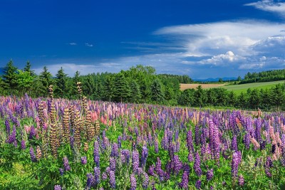 日本北海道上村镇初夏美景