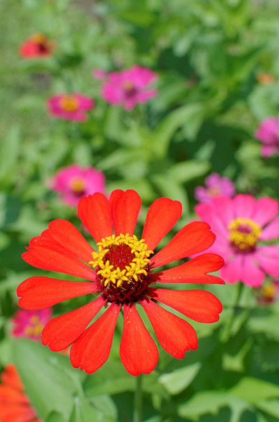 zinnia花