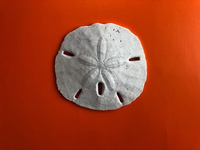 红色背景上的沙美元