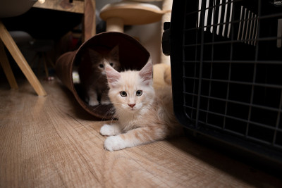 两只顽皮的缅因猫小猫旁边的猫隧道和宠物承运人