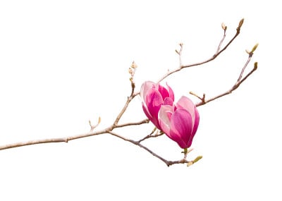 白玉兰花孤立在白色上
