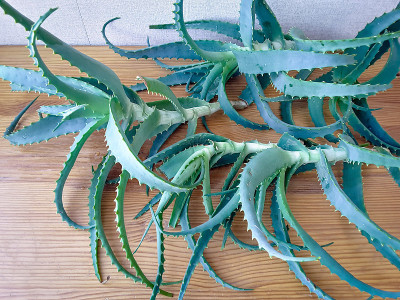 芦荟叶放在桌上，用来制作芦荟汁