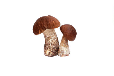 蘑菇牛肝菌属