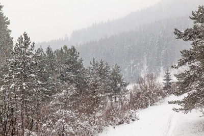 斯洛伐克山坡上白雪覆盖的森林