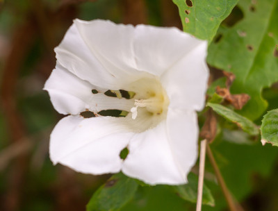 野生大旋花