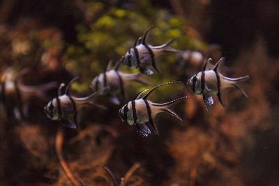 骄傲的鲤鱼，Pterapogon kauderni