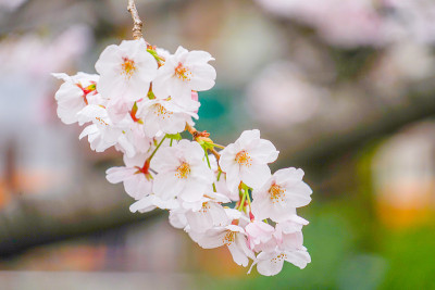 目黑河的樱花