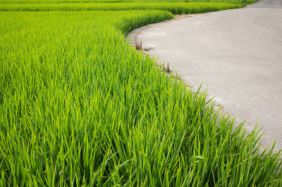 台湾的稻田