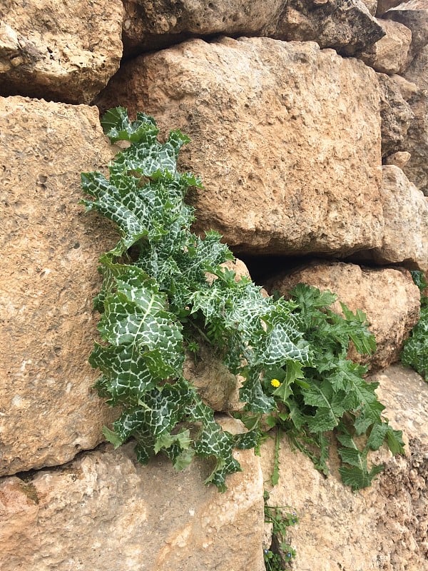 蓟植物试图通过石头来维持生命