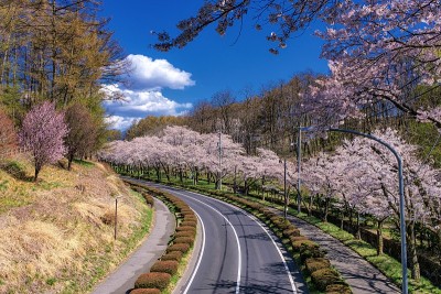 日本长野县奇野市体育公园的春色