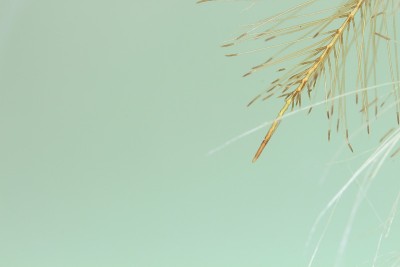 水莴苣的根在水里。