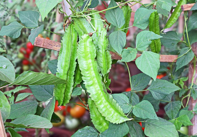 厨房菜园里的飞豆