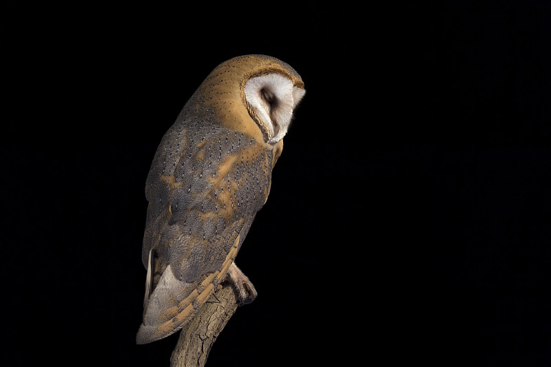 谷仓猫头鹰的睡眠时间(Tyto alba)