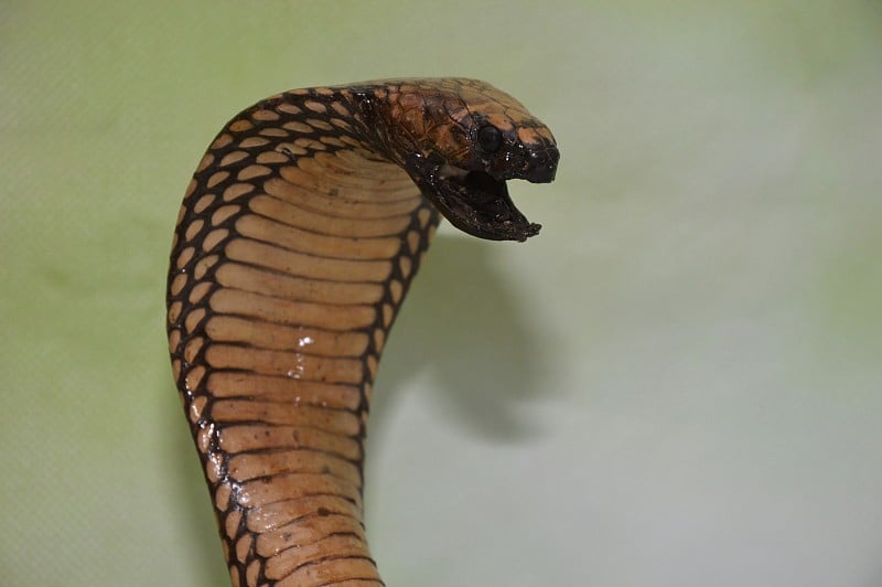 Cobra