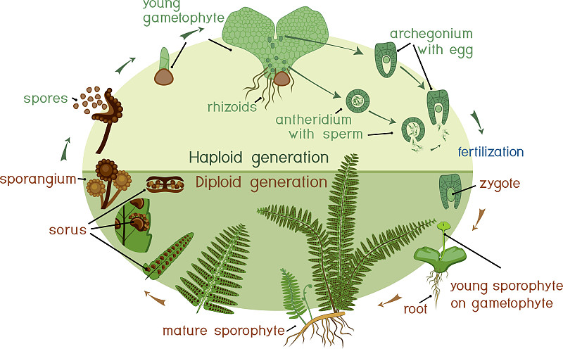 蕨类植物的生命周期。二倍体孢子体期和单倍体配子体期交替的植物生活史