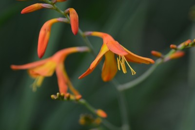 Montbretia