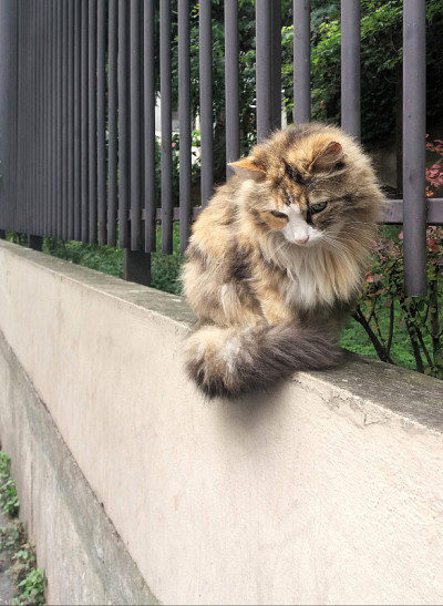 长毛猫