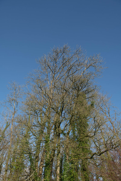 冬季林地景观的Ash (Fraxinus excelsior)和橡树(栎属robur)与明亮的蓝色天