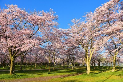 樱花