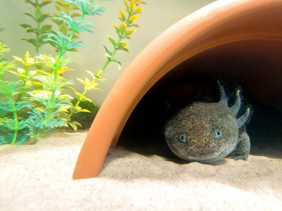 淡水水族馆蝾螈