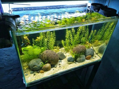 Aquascape