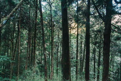 在阿里山森林