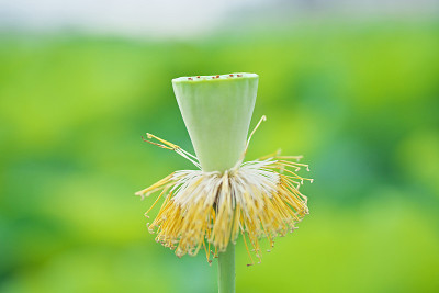 莲花