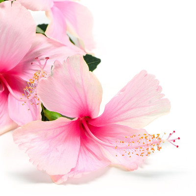 芙蓉