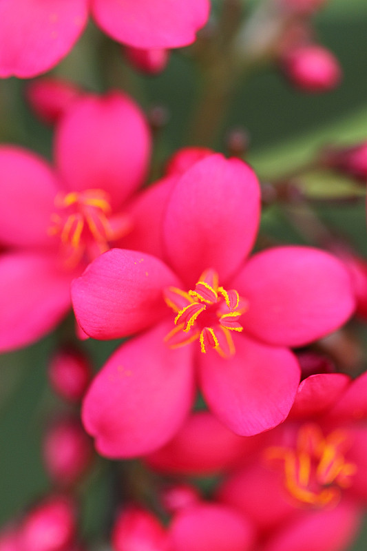 特写花