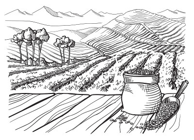 咖啡种植园景观