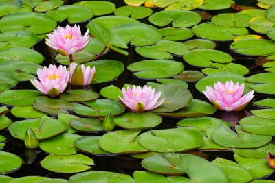 宁静的百合花
