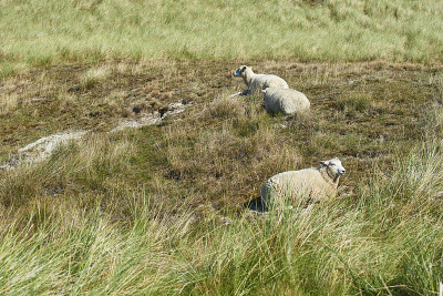 sheeps