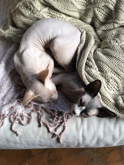 无毛猫