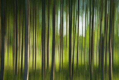 森林
