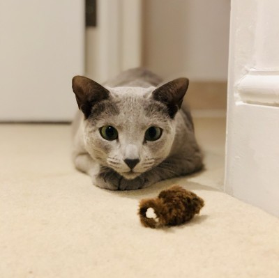 俄罗斯蓝猫和玩具