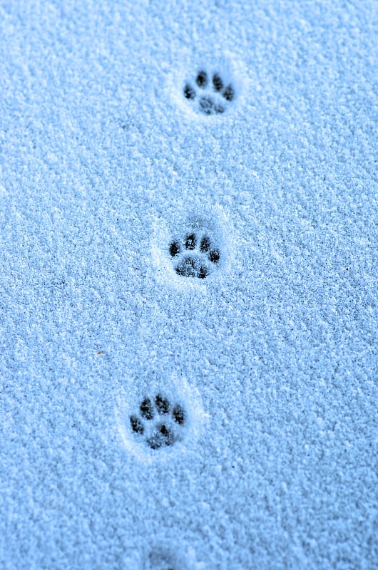 雪上的痕迹