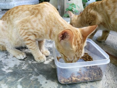 姜猫在泰国，喂猫。