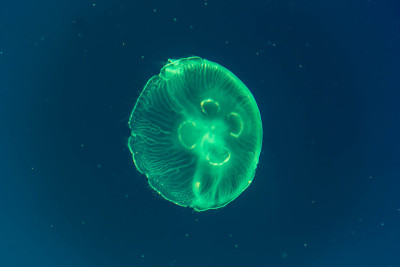 水母在水族馆