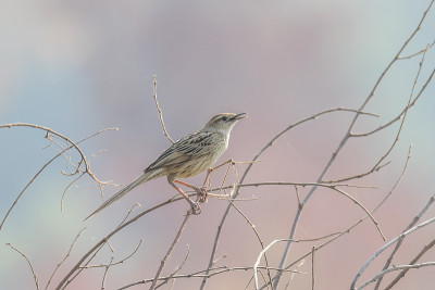 有条纹的Grassbird唱歌