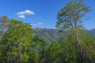 碧绿的日本爱竹山毛榉林