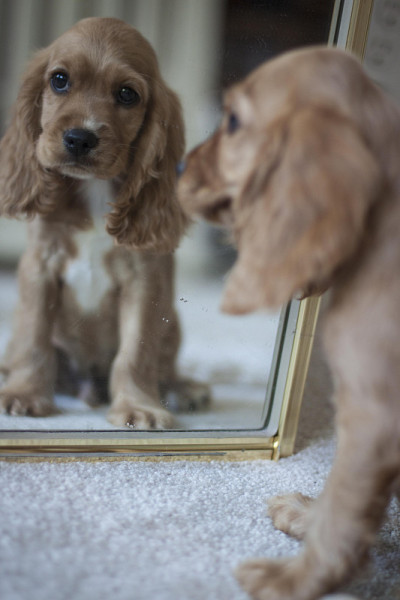镜子里的可卡犬