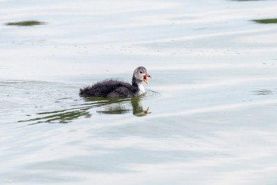 欧亚白骨鸡(Fulica atra)游泳