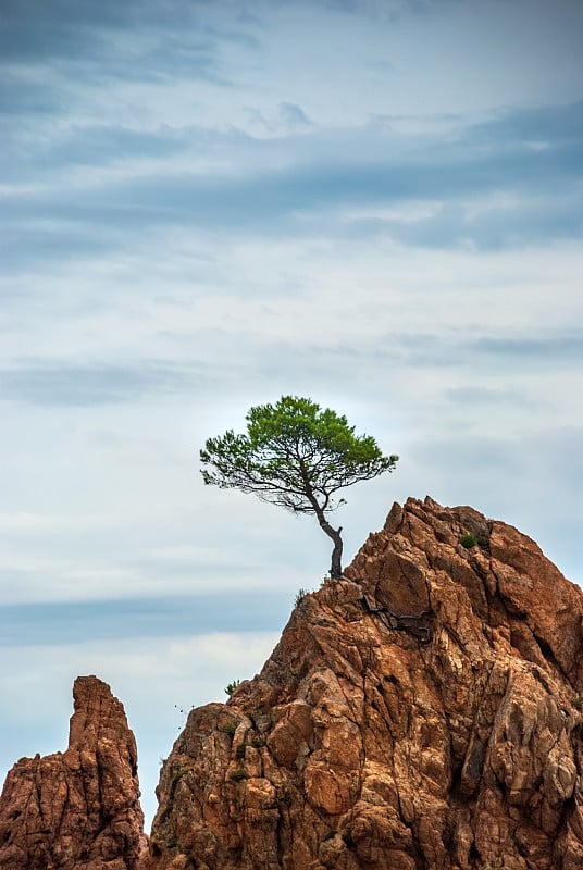 山和树。西班牙加泰罗尼亚的Tossa De Mar。布拉瓦海岸风景如画。