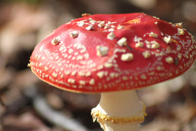 食用香草