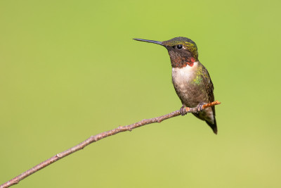 Ruby-throated Hummignbird