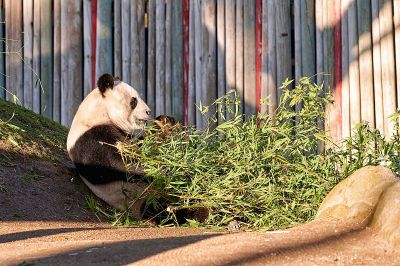 圈养大熊猫折断竹枝