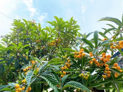 枇杷树